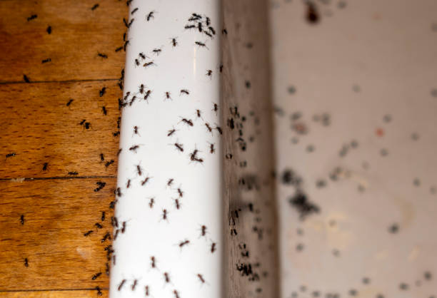 Best Local Pest Control Services  in Rincon, GA