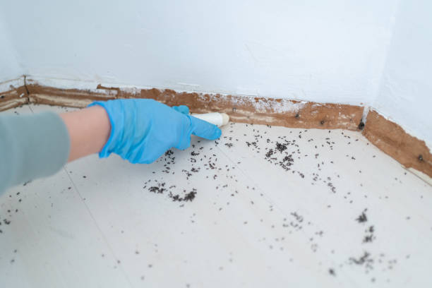 Best Ant Control Services  in Rincon, GA